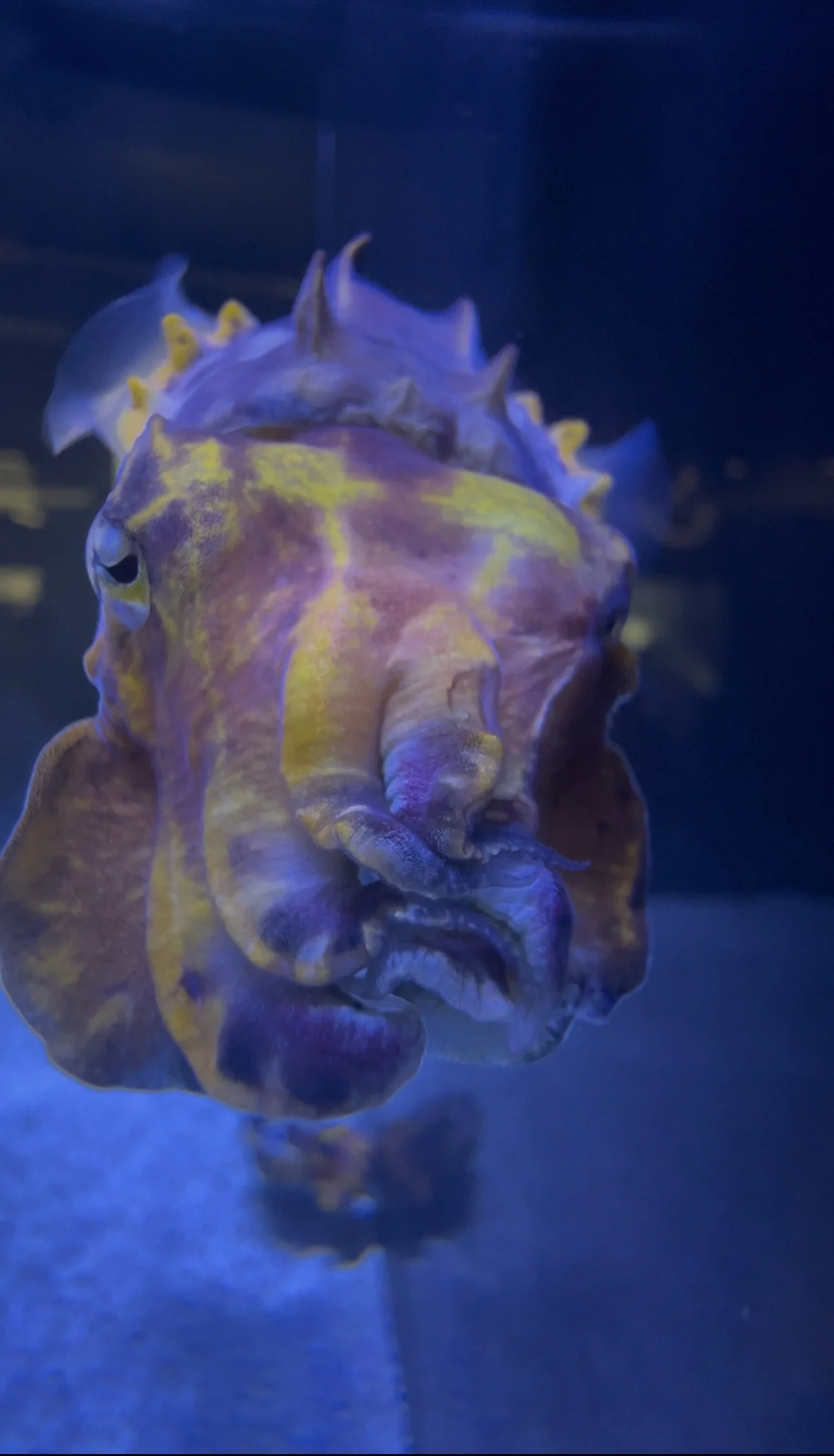 Cuttlefish photographed at the Shell Museum aquarium