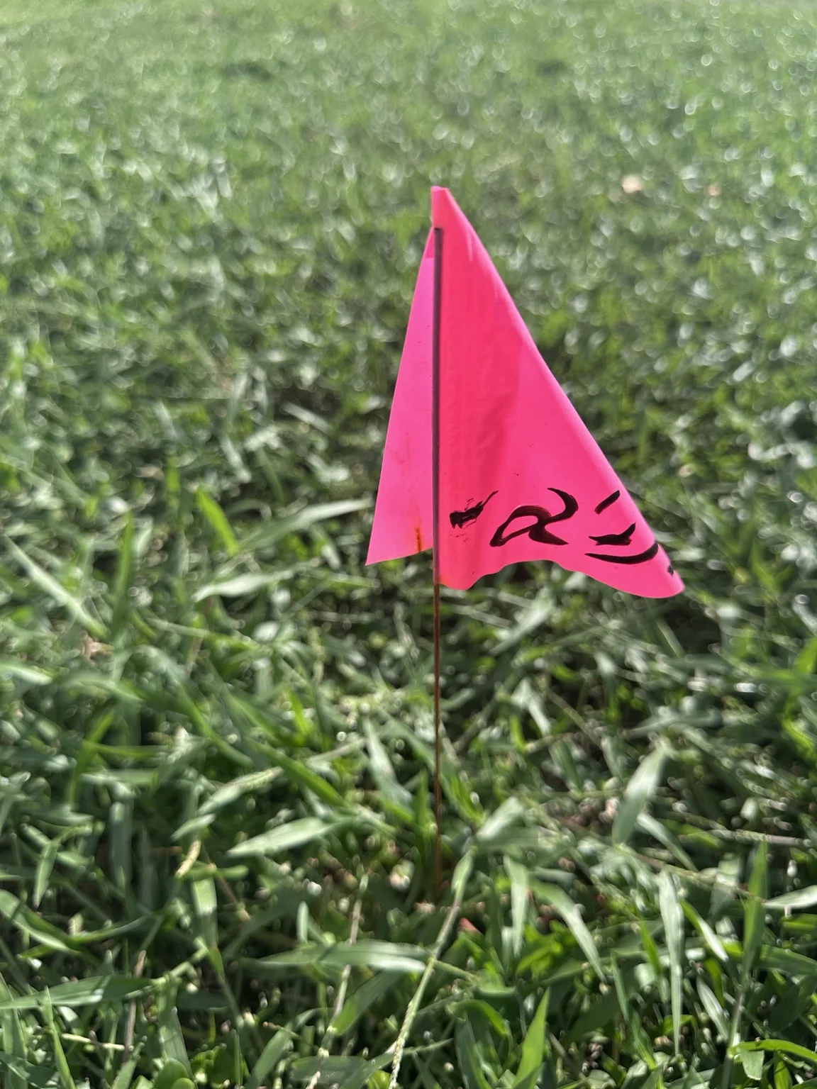 Pink utility or survey flag standing in a lawn