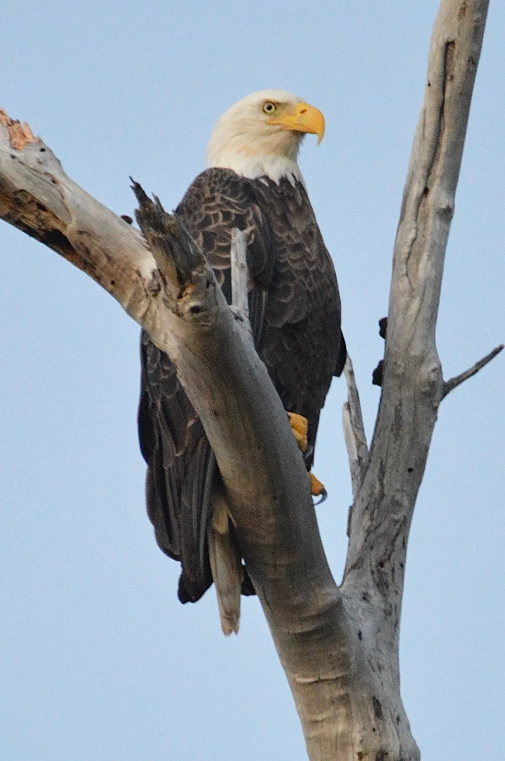 A closer look changed the experience from seeing an eagle to observing one.