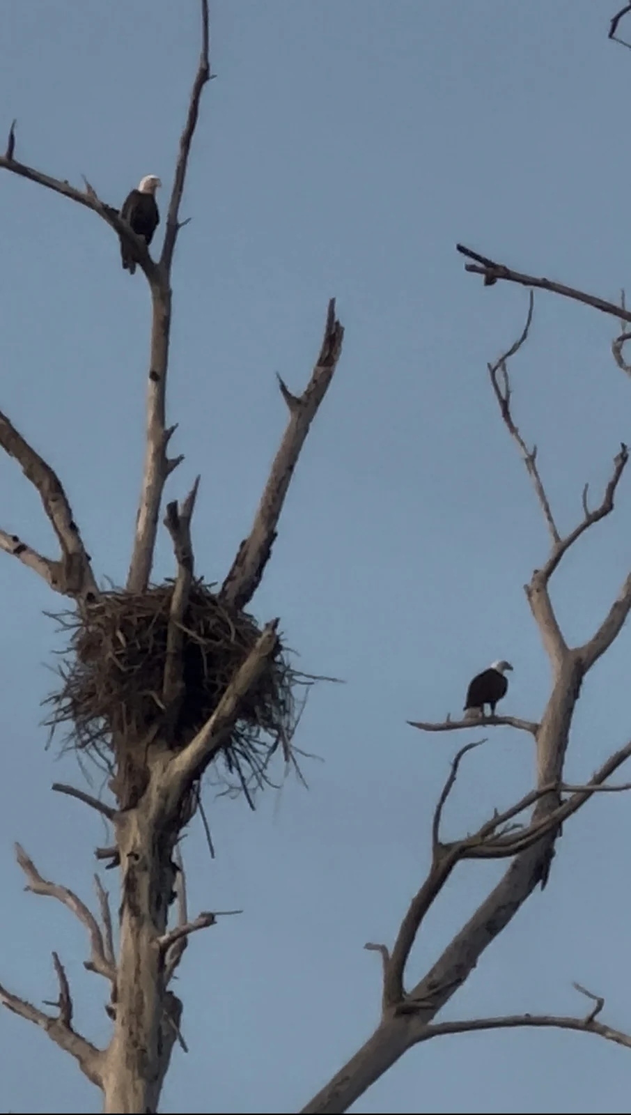 The nest tree at Pond Apple Park.
