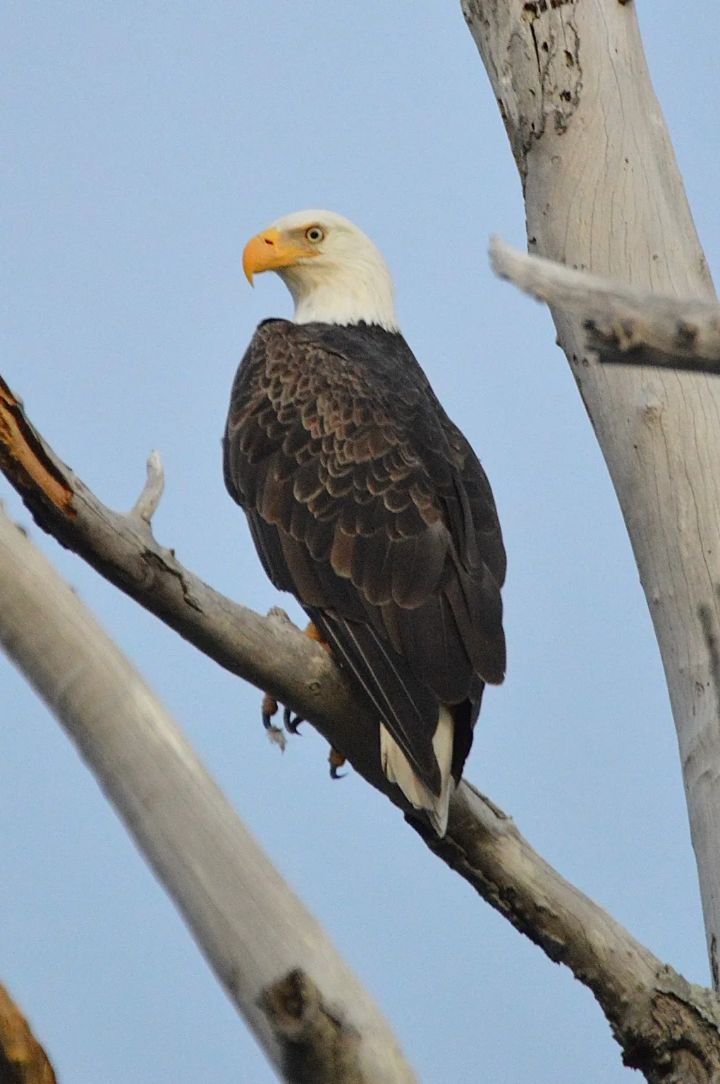 Both adults were present around the nest during our visit.