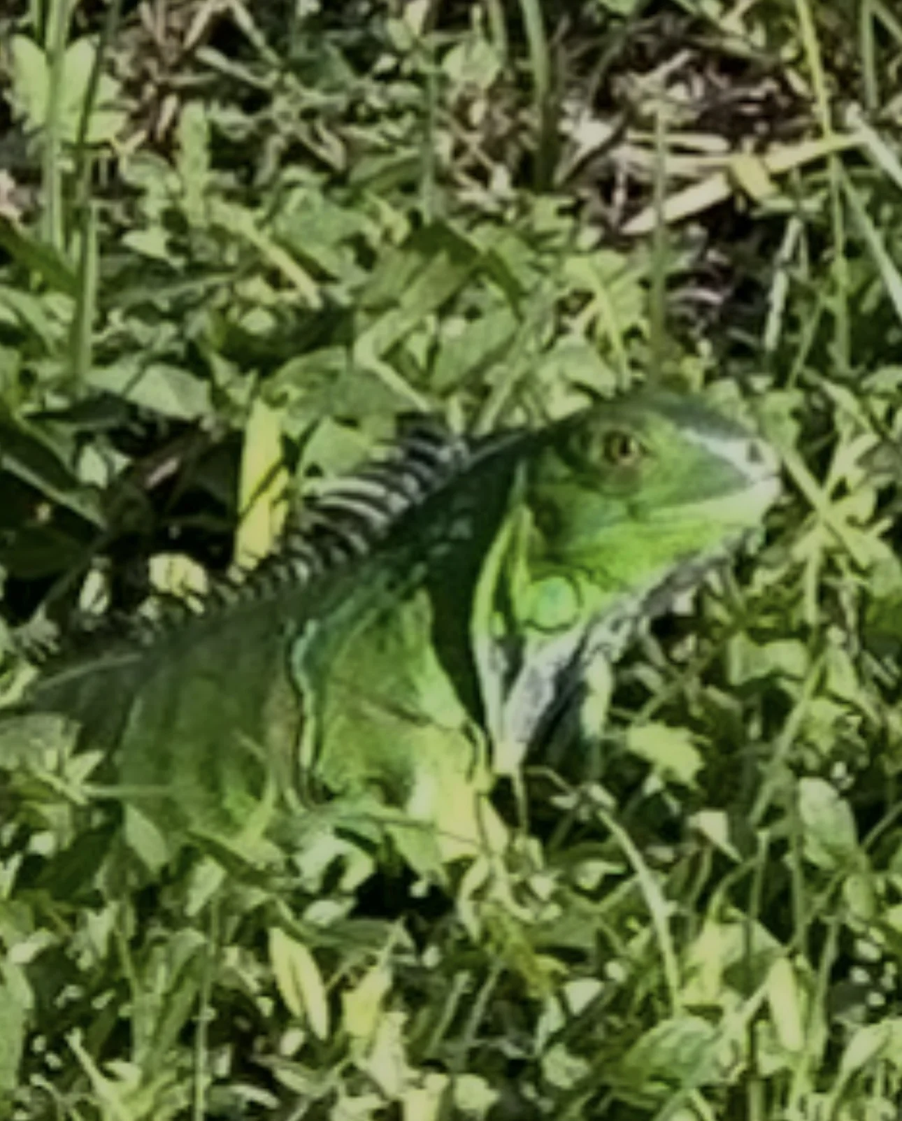 Billy’s original photograph of a wild iguana on Sanibel Island.