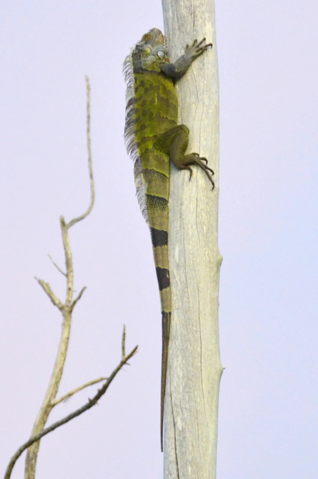 Billy’s original photograph of an iguana climbing a tree.
