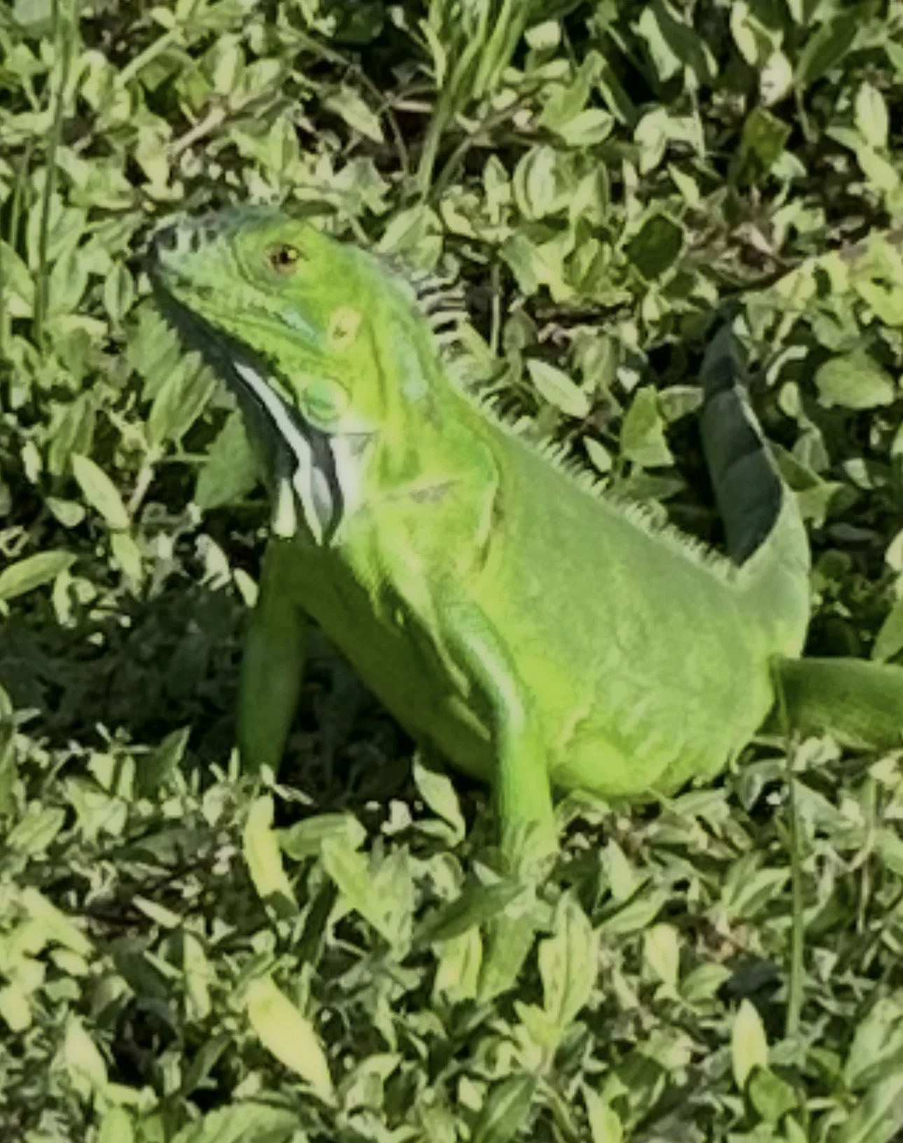 Billy’s original photograph of a wild iguana.