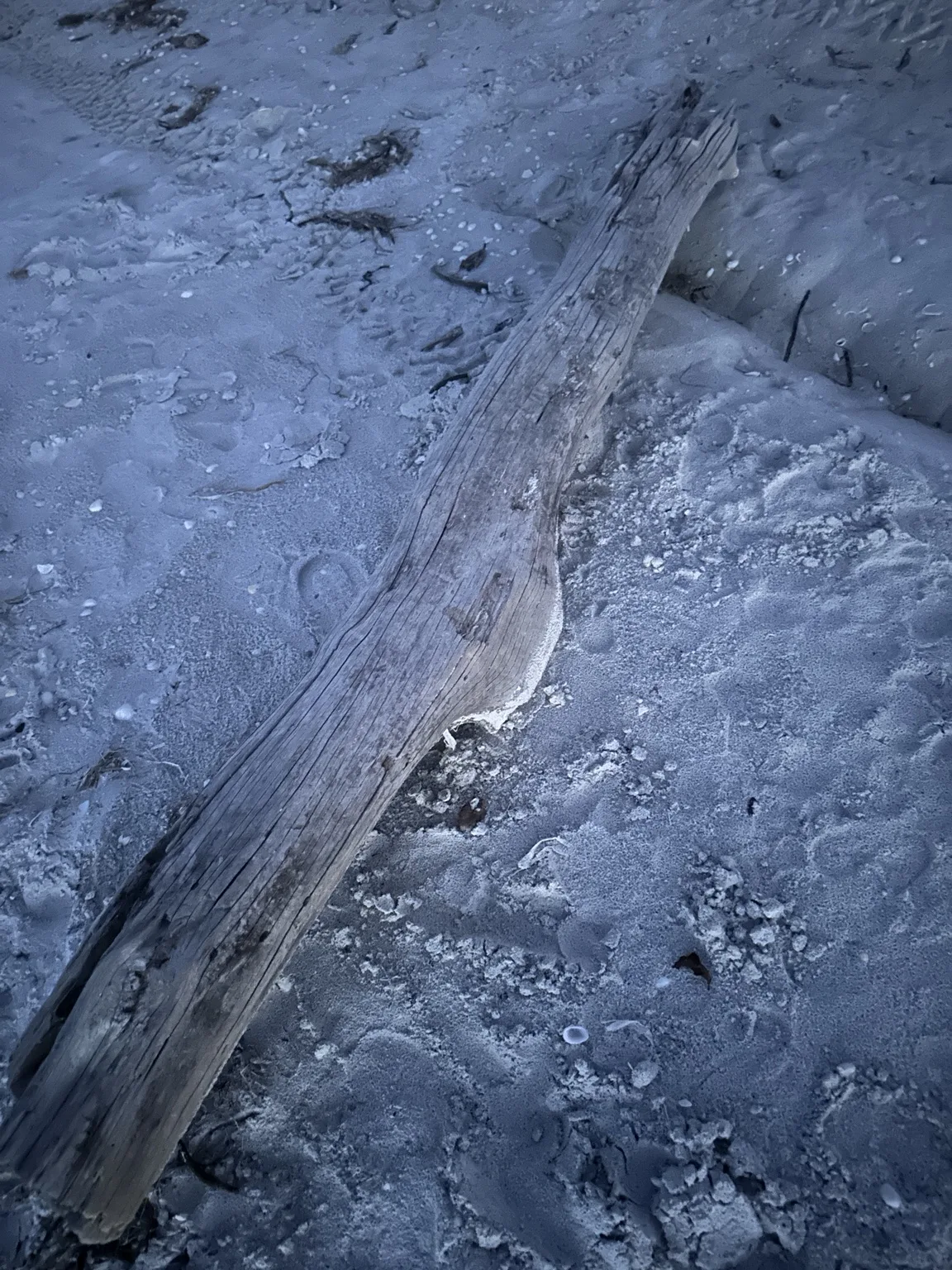 A quiet detail from the beach—one of many things we might have walked past without noticing.
