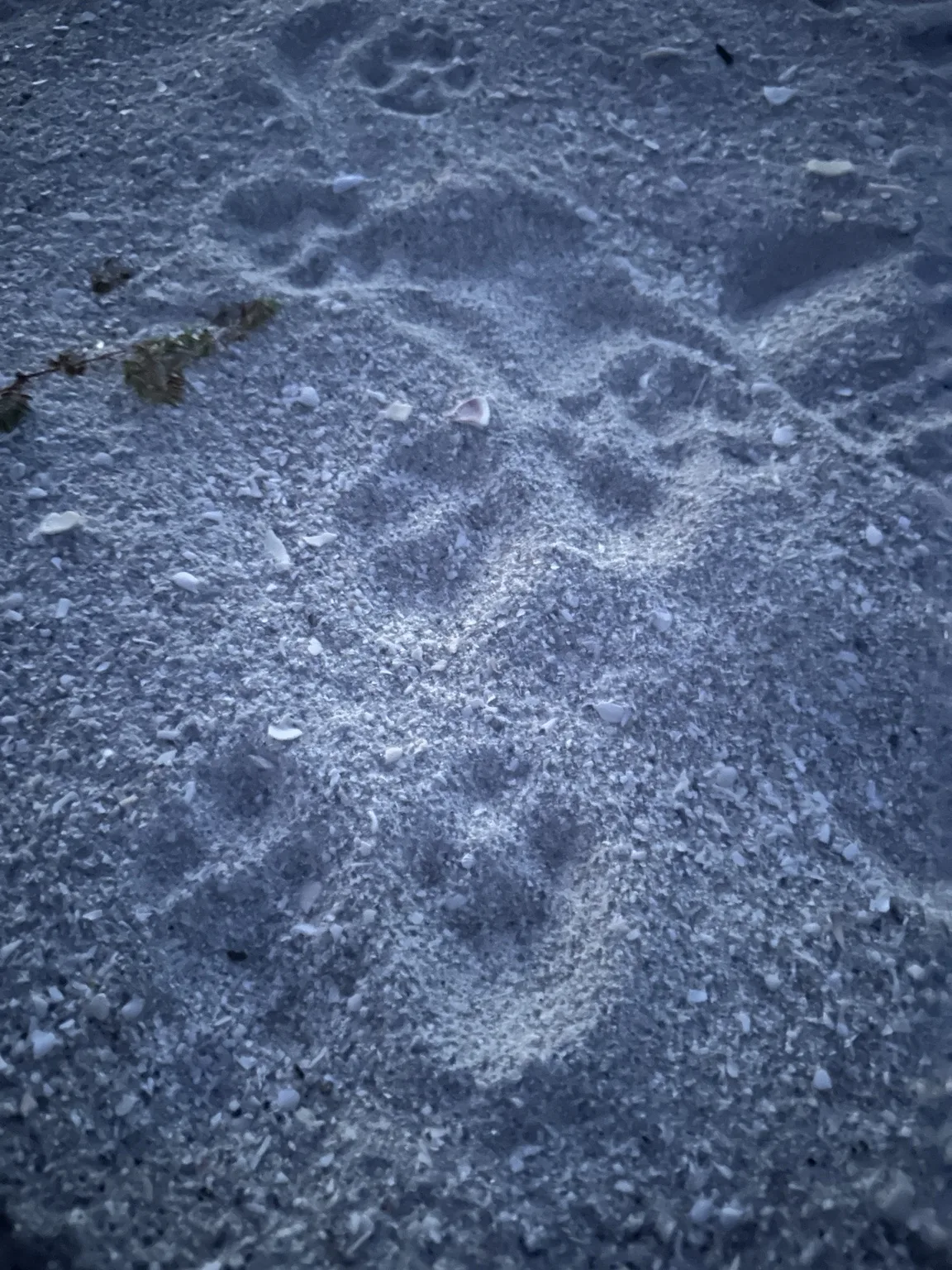 Tracks in the sand gave us another reason to stop and wonder.